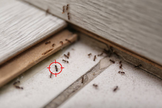 Reliable Red Bank, SC Pest Control Solutions